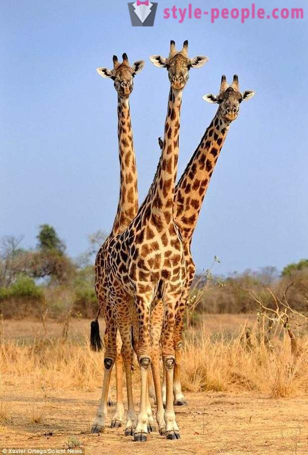 Na Zâmbia, a girafa Três-dirigido bater o tiro
