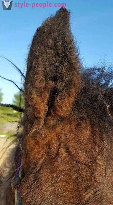 Cavalo Curly - um verdadeiro milagre da natureza