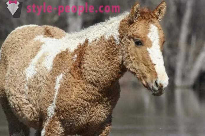 Cavalo Curly - um verdadeiro milagre da natureza