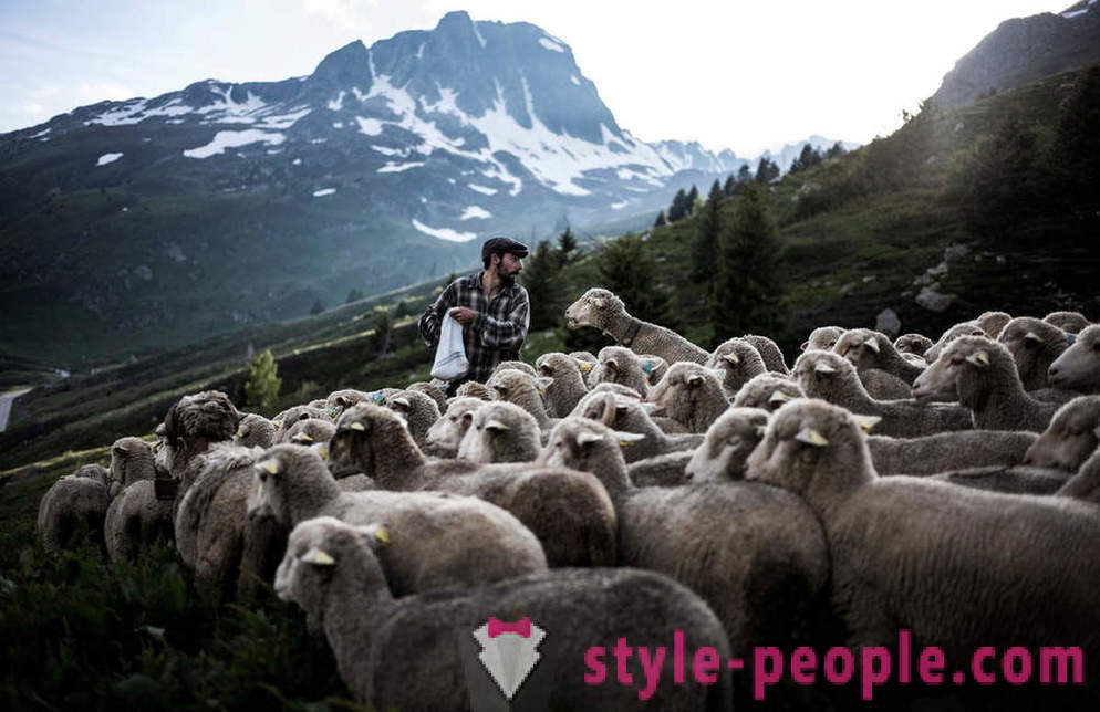 A vida do pastor nos Alpes