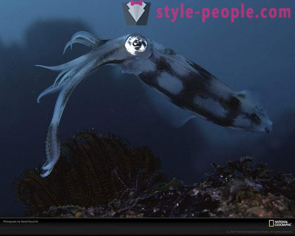 Habitantes surpreendentes do mundo subaquático em fotos