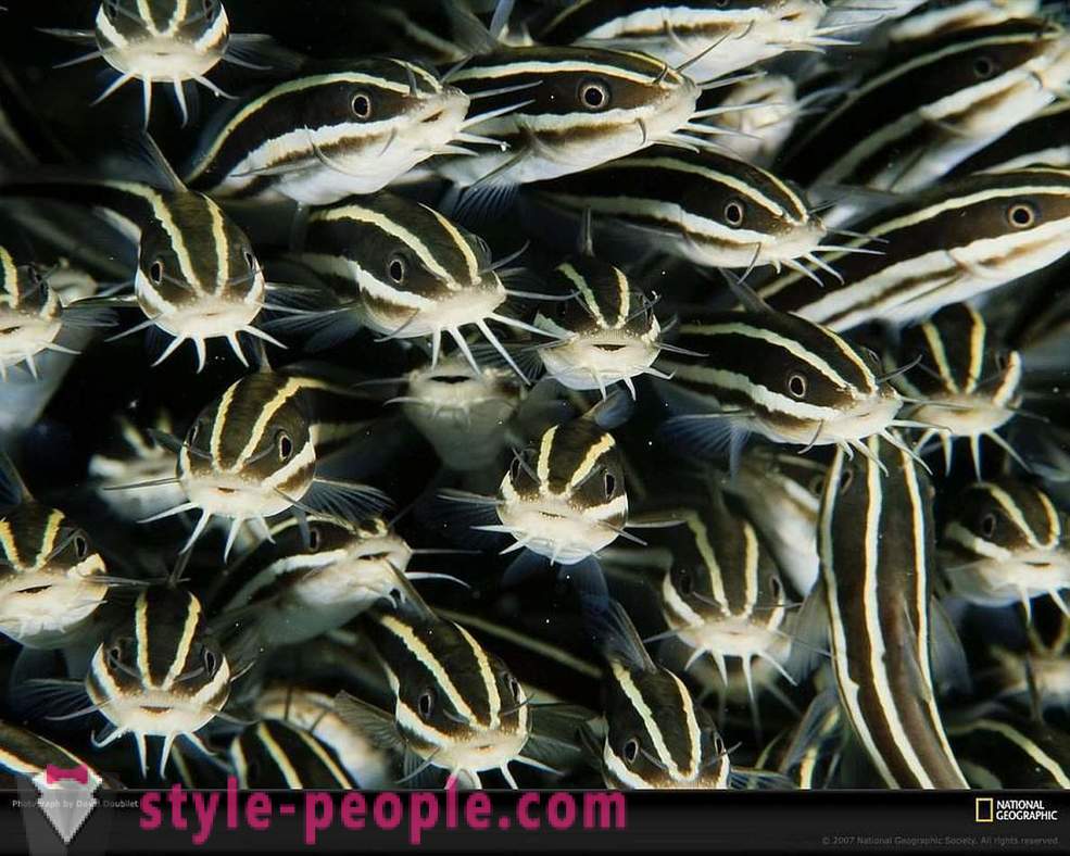 Habitantes surpreendentes do mundo subaquático em fotos