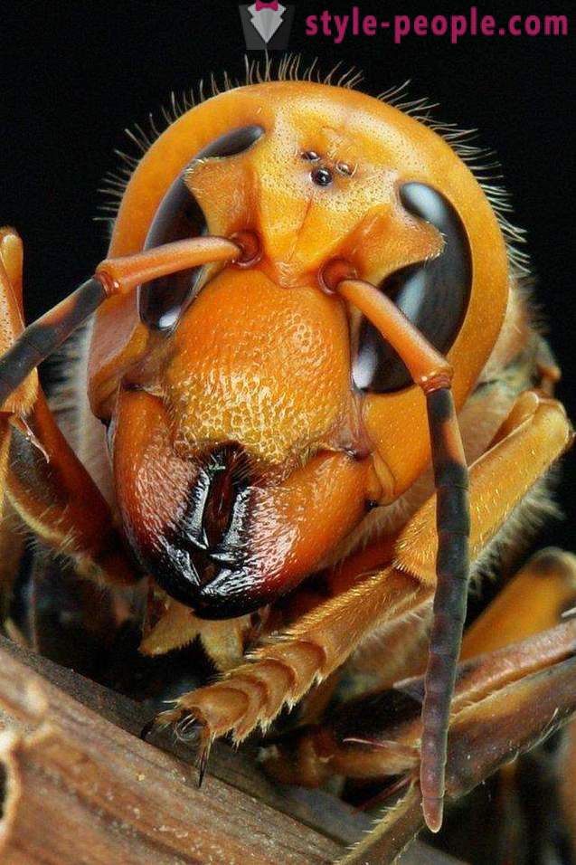Os insetos mais perigosos do planeta