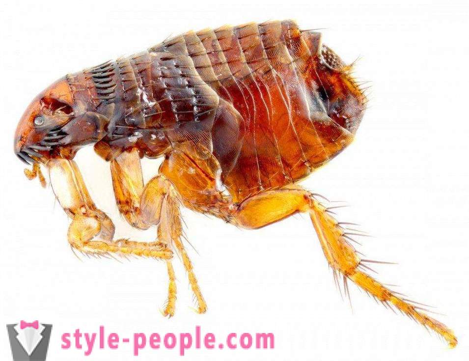 Os insetos mais perigosos do planeta
