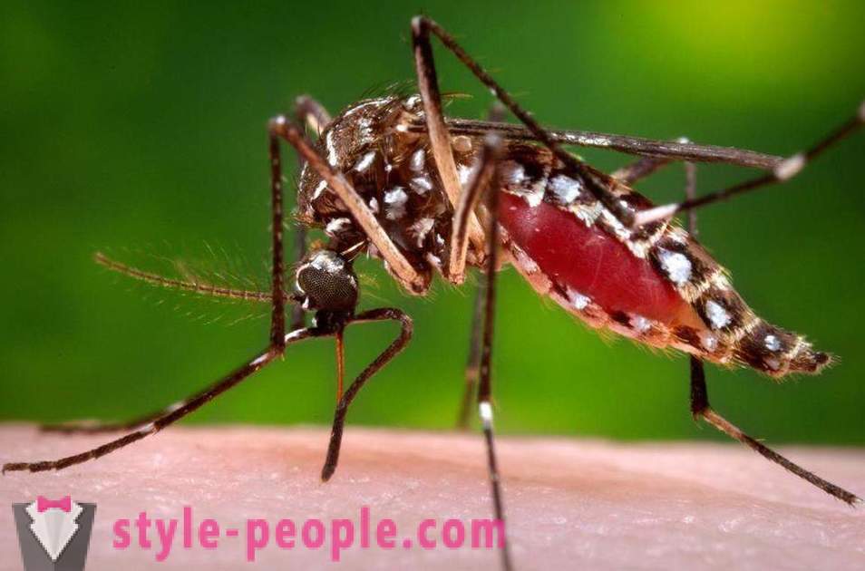 Bill Gates destinou milhões de dólares para criar um assassino do mosquito