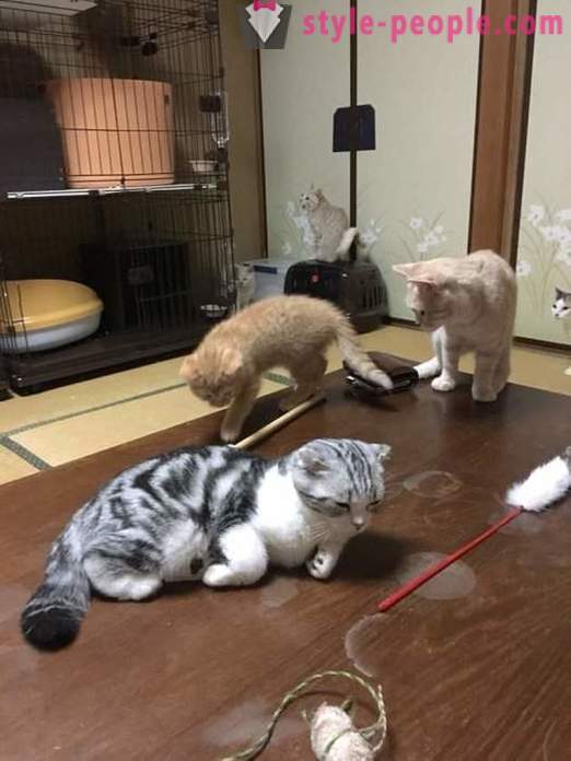 Japanese hotel, onde você pode tomar um gato para alugar