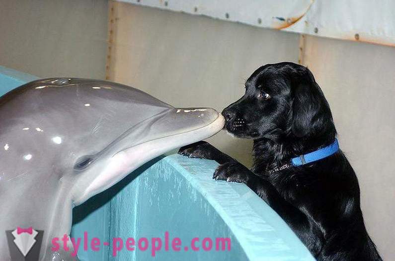 Surpreendente sobre golfinhos