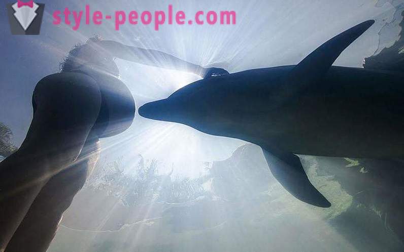Surpreendente sobre golfinhos