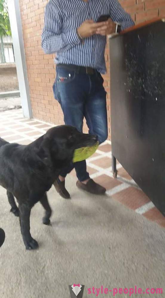 O cão aprendeu a comprar comida para sua própria moeda