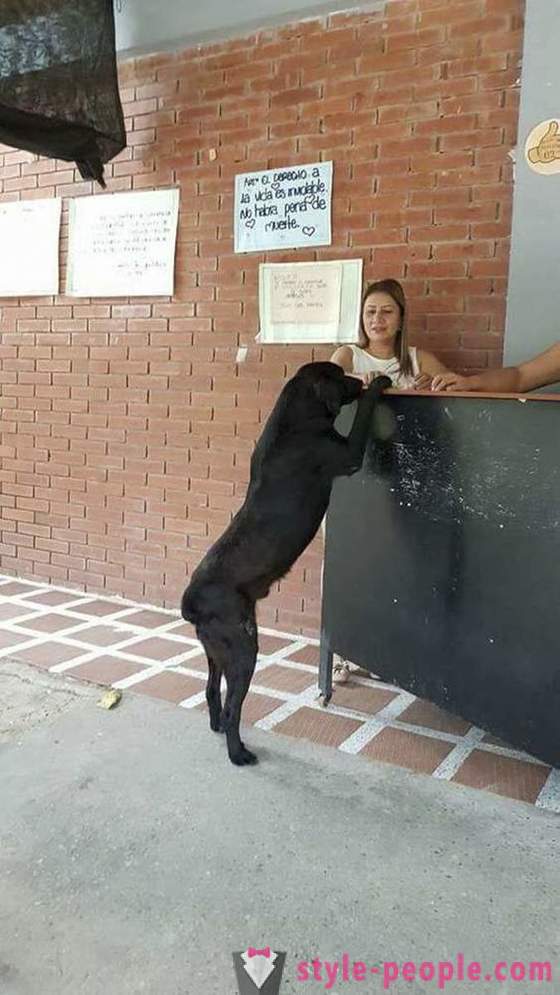 O cão aprendeu a comprar comida para sua própria moeda