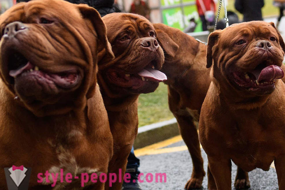 Crufts Dog Show 2018: como era a maior exposição de cães da Europa