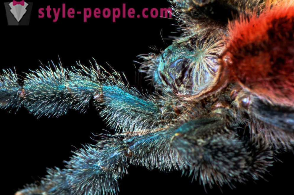 Close up de pernas de aranha