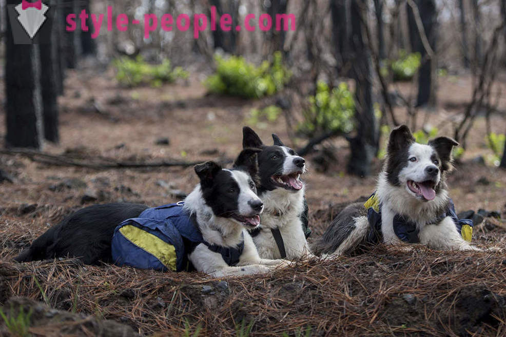 Cães ajudar a restaurar as florestas chilenas