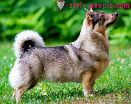 17 raças adoráveis ​​de cães, que você nunca ouviu falar de