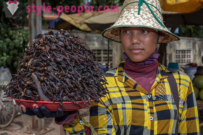 Caçadores cambojanos tarântulas