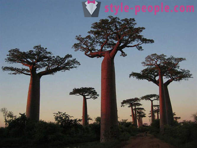 As árvores mais impressionantes do mundo