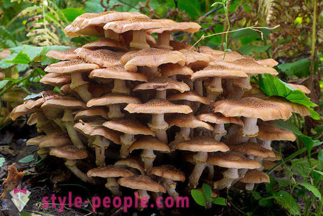 Cogumelos - reis florestais