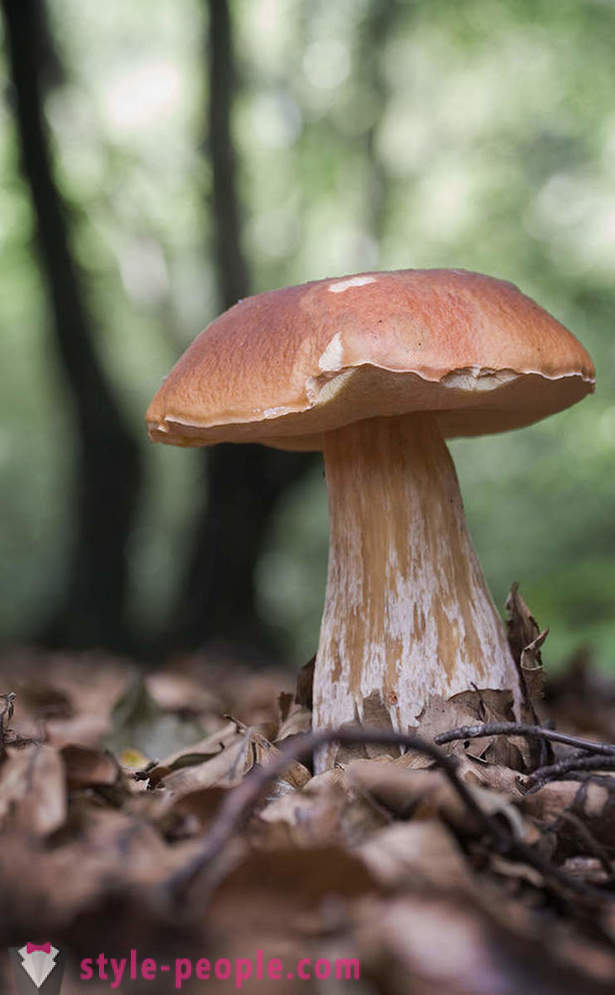 Cogumelos - reis florestais