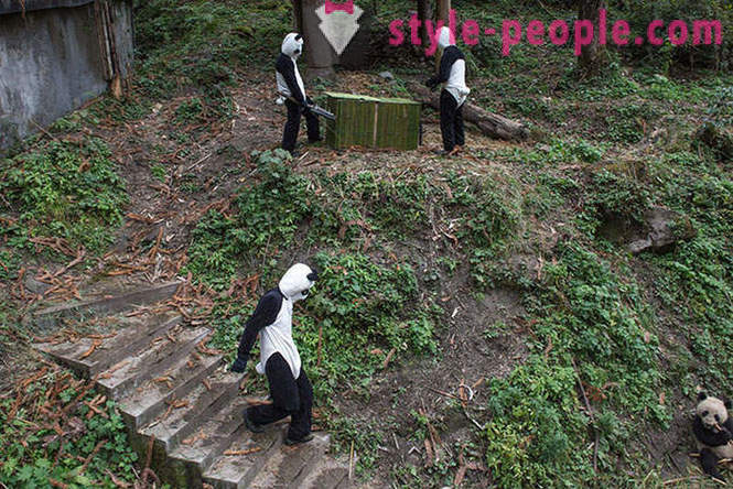 Como crescer pandas gigantes em Sichuan