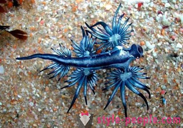 10 criaturas do mar, semelhantes aos alienígenas
