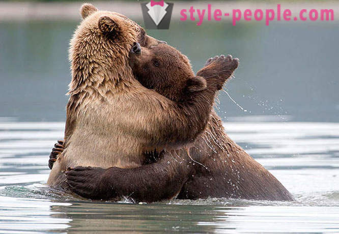 Ursos de Kamchatka