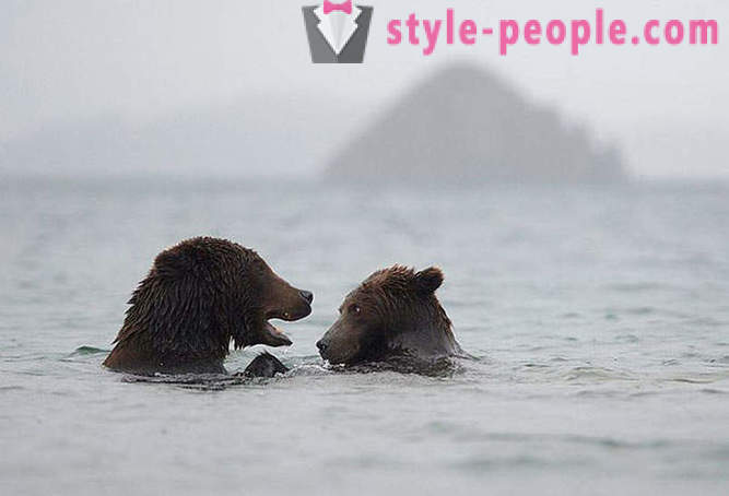 Ursos de Kamchatka