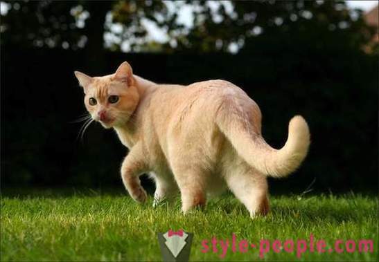 10 das raças mais raras e caras de gatos