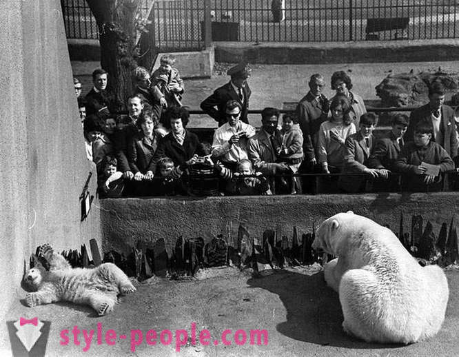 Fotos inusitadas do vintage de animais