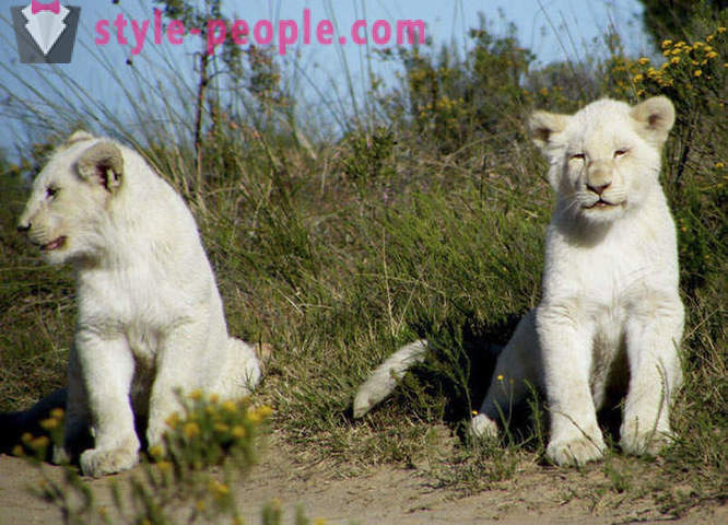 Uma caminhada na companhia de leões brancos