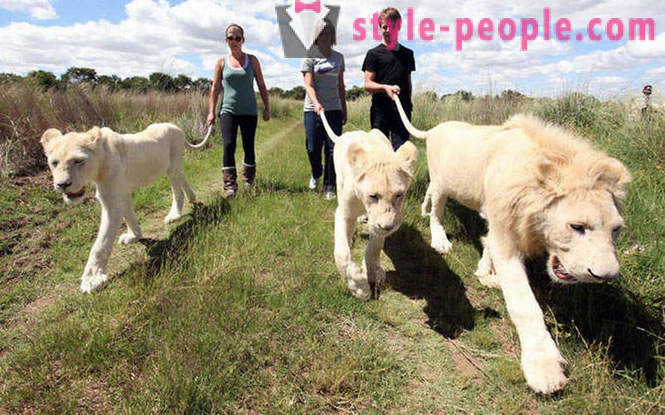 Uma caminhada na companhia de leões brancos