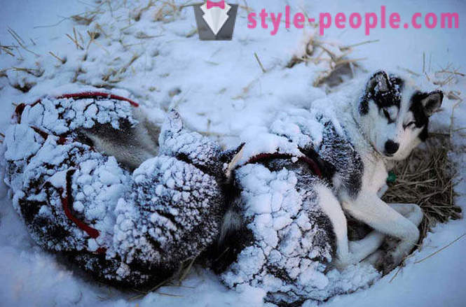 Raça de cão de trenó 2012 Iditarod