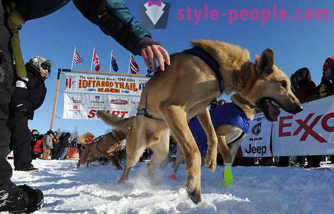 Raça de cão de trenó 2012 Iditarod