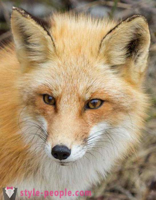 Como pegar uma raposa? Características da caça à raposa. Armadilha para raposas