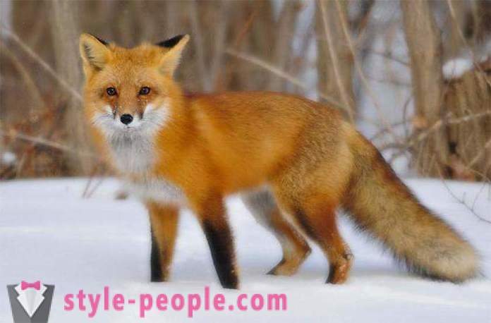 Como pegar uma raposa? Características da caça à raposa. Armadilha para raposas