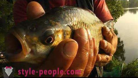 Pesca no Pakhra: fotos e comentários. pontos de pesca