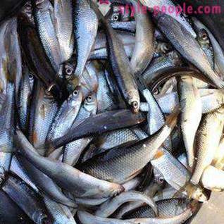 Pesca no Pakhra: fotos e comentários. pontos de pesca