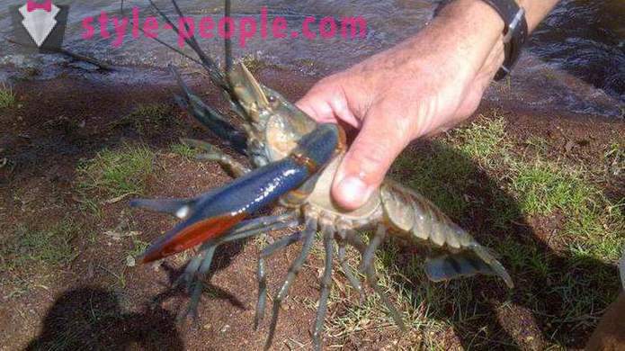 Quando apanhar lagostins em rakolovku? Quando é melhor para pegar as mãos lagostas? Quando você pode pegar lagostas na Rússia?