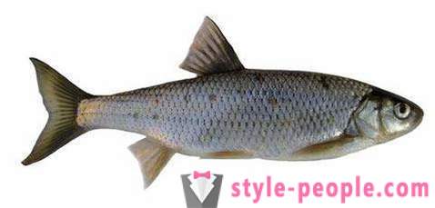 Elec (peixe): descrição e fotos. Pesca do inverno no dace