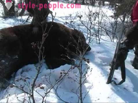 A caça do urso no inverno. Caça de ursos polares