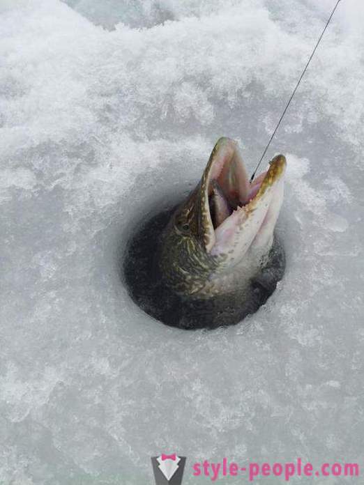 Pesca Pike no inverno zherlitsy. pesca Pike no corrico inverno