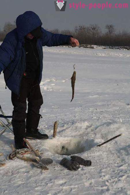 Pesca Burbot no inverno em zherlitsy. Catching burbot no corrico inverno