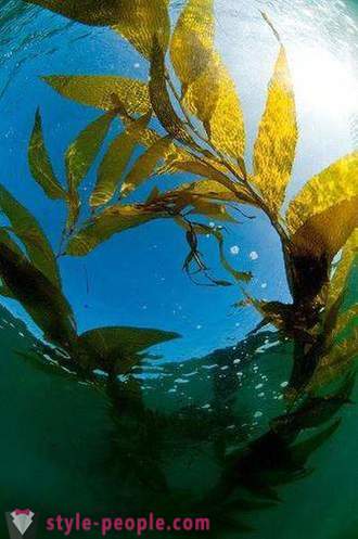 Perda de peso Kelp. Laminaria (alga marinha) para a perda de peso e a limpeza do corpo